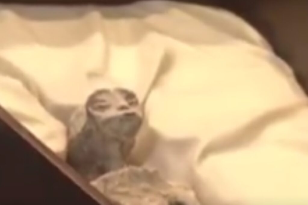 Alien Corpses Unveiled at Mexico's Congress