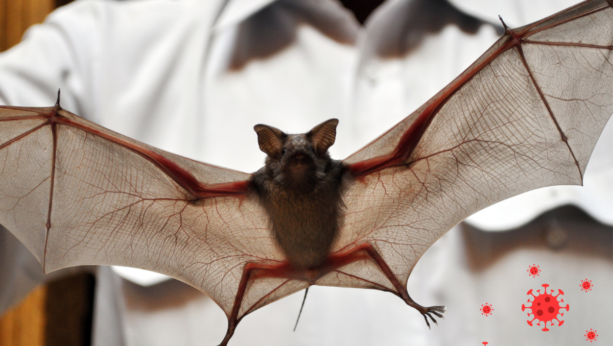 New Bat Coronavirus Discovered in Wuhan Lab: Potential Animal-to-Human Transmission Raises Concerns