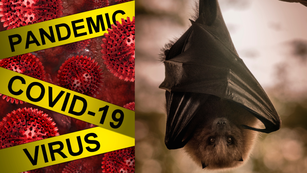  Bat Coronavirus 